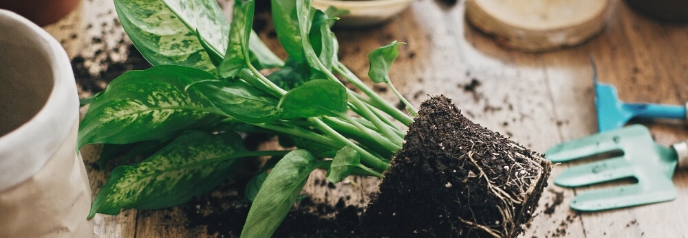Eine Pflanze mit freiliegendem Wurzelballen und Gartengeräten auf einem Tisch.